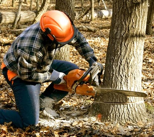 Tree Removal in Pike, NY